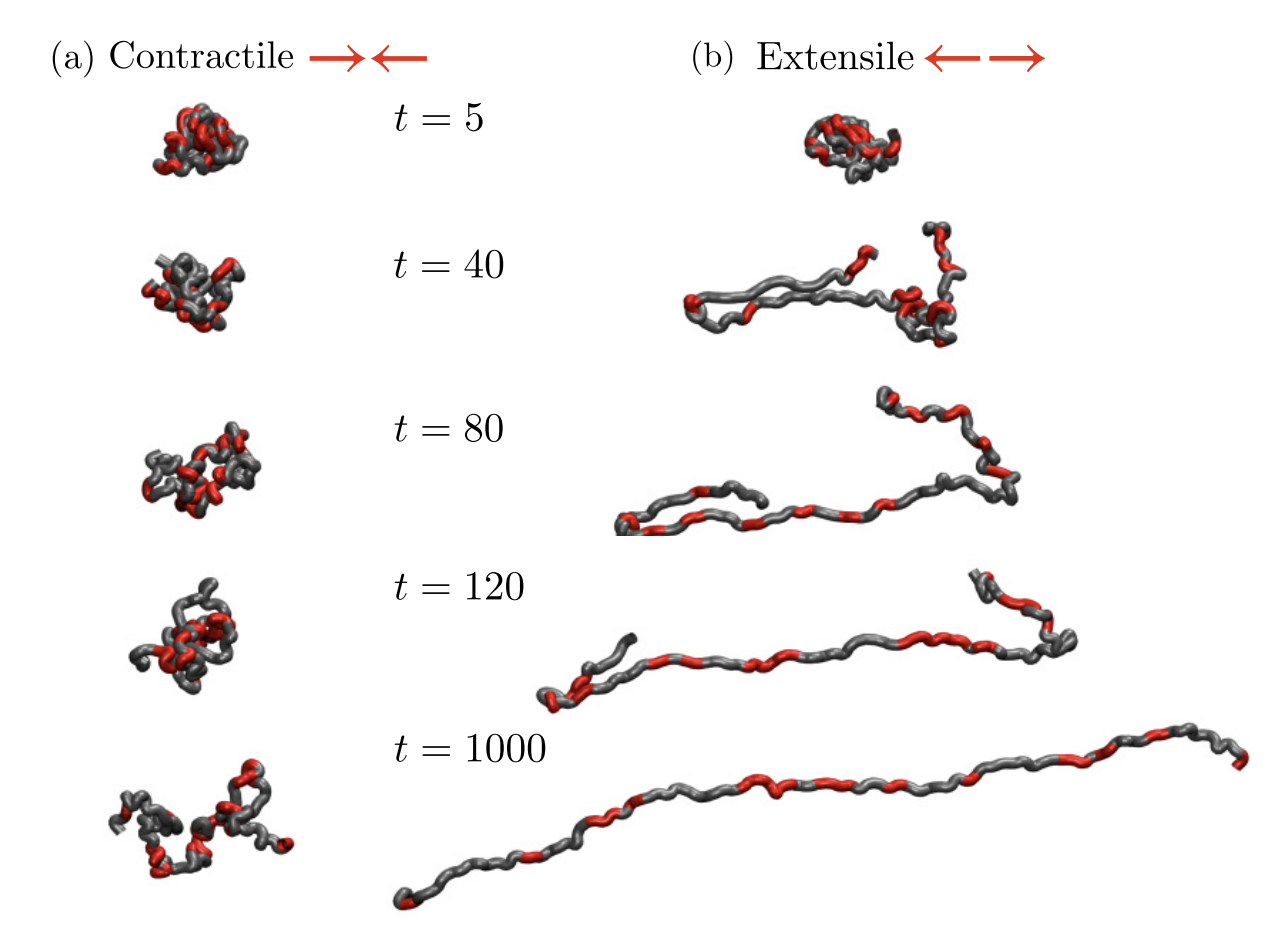 Self-induced hydrodynamic coil-stretch transition of active polymers