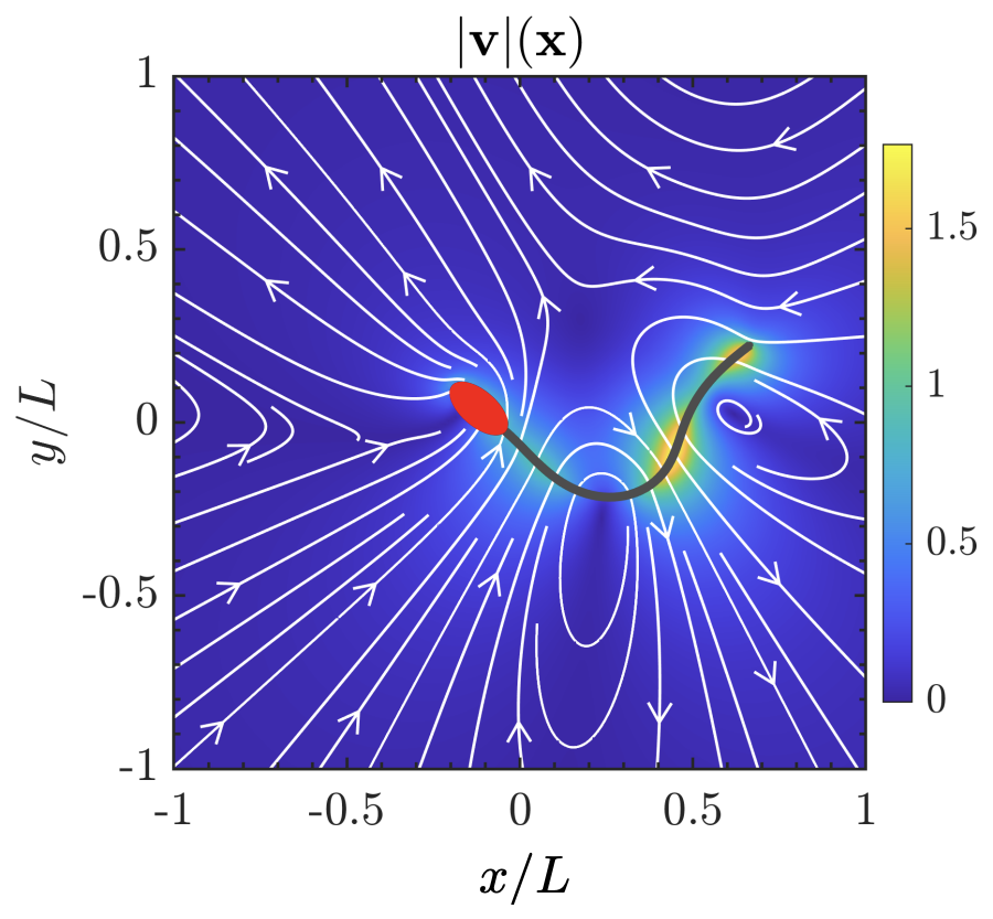 Chemomechanical model of sperm locomotion reveals two modes of swimming