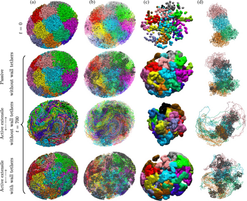 Euchromatin activity enhances segregation and compaction of heterochromatin in the cell nucleus